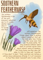 Southern Featherwasp, 2026, digital