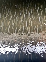 Schools, Herring Run, Peace Dale, RI