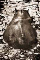 Henry Horenstein, Animalia 