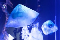 Blooms (detail), 2022, upcycled plastic, electric synchronous motors, filament, projection, screen, cellophane, led lights, sound, ~25’ x22’ x 10’