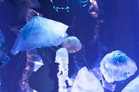 Blooms (detail), 2022, upcycled plastic, electric synchronous motors, filament, projection, screen, cellophane, led lights, sound, ~25’ x22’ x 10’