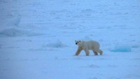 Young female polar bear in healthy condition spotted on Oct. 13. Photo Courtesy Marcia Campbell.