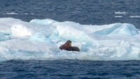 Walrus spotted in marginal ice zone on Sep. 14. Photo courtesy Marcia Campbell.