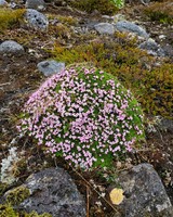 Colorful flowers grow in rocky terrain in Iceland.
