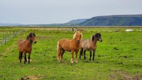 Icelandic horses.