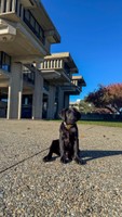 Bella pictured in front of the library on the campus quad.