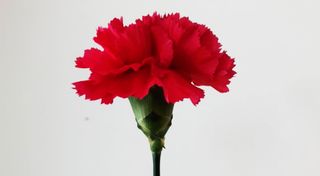 25 de Abril Carnation Revolution
