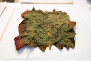 Work by Tracey Cockrell