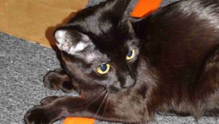 Kiana Deleon's cat and inspiration