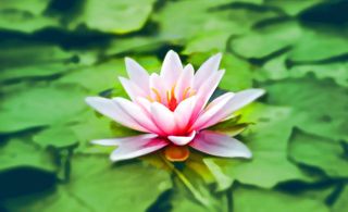 A pink and white flower blooms on green lily pads