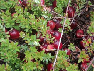 Cranberries in the bog, October 2011 Photo courtesy of Prapti Behera 