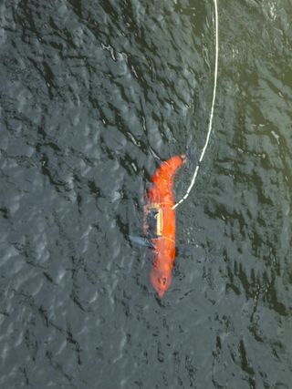 BIOSwimmer Side Scan Tail Movement, courtesy Boston Engineering