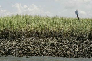 Massachusetts oyster bed in a Fish & Wildlife Preserve
