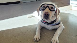 Gracie the dog wearing safety goggles