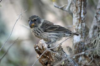 Darwin's finches