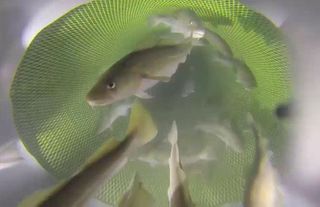 Cod