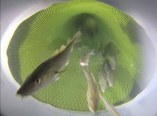 Stokesbury video survey