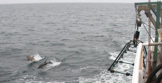SMAST's Marine Fisheries Field Research Group captures imagery of dolphins using underwater camera on pyramid.