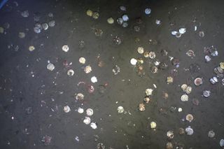 Patagonian scallops captured by SMAST researcher Kyle Cassidy during research cruise to Argentina.