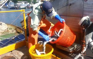 Nicole Ward of the MA Division of Marine Fisheries samples a mid-water trawl offload