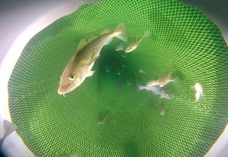 Cod captured with underwater video tech