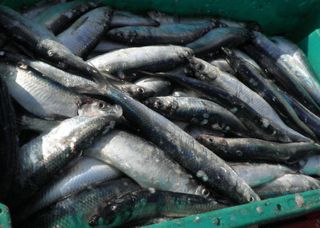 Herring