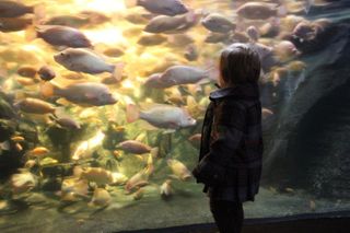 Kid at aquarium - Photo courtesy of Pixabay