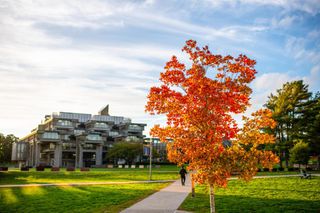 tree in autumn on campus quad