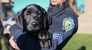 UMassD PD K9 Bella, in the arms of her handler, Sergeant Heather Syrett