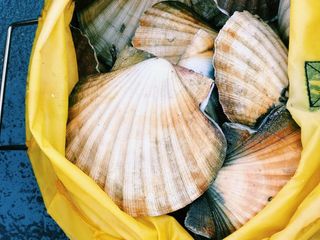 Scallops