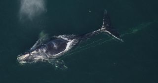 a North Atlantic right whale
