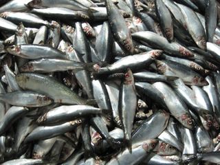 Alewife in herring catch