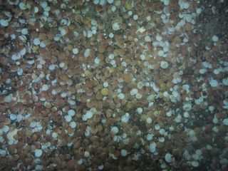 Imagery of scallops at high density captured with underwater video technology developed by Dr.Kevin Stokesbury