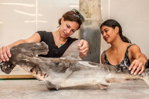 Two female students examining a hammerhead shark