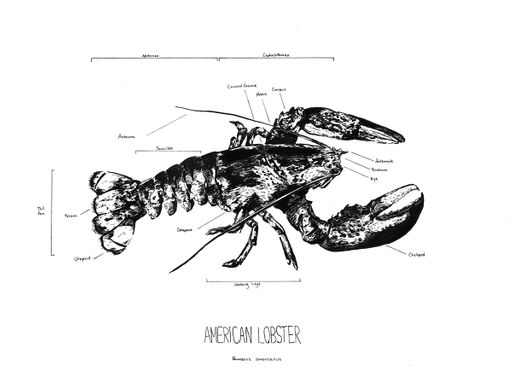 American Lobster, 2020, pen and ink illustration, 9 inches x 12 inches