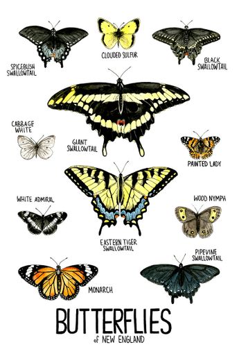 Butterflies of New England, 2021, pen and ink and watercolor illustration, 12 inches x 18 inches