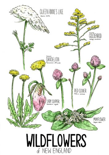 Wildflowers of New England, 2020, pen and ink and watercolor illustration, 12 inches x 18 inches