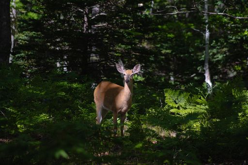 Untitled 4, 2025, archival pigment print, 19 x 13 in.