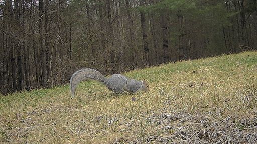 Squirrel – Archival inkjet prints 2025