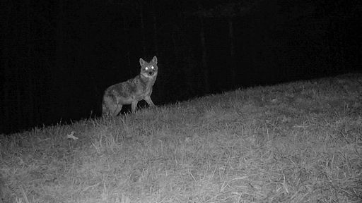 Coyote - Archival inkjet prints 2025