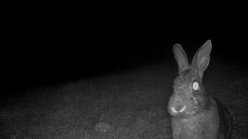 Rabbit - Archival inkjet prints 2025