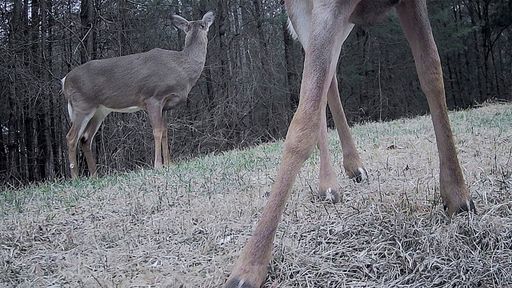 Deer - Archival inkjet prints 2025