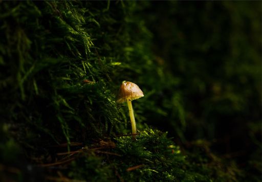 Photo / Video / Animation Award - Dylan Vaughn, Deep within a Fairytale, 2025, Photo / Video / Animation, Plymouth North High