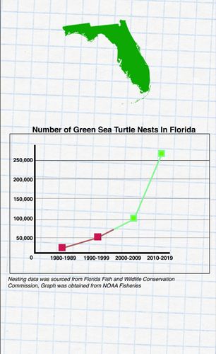 POSITIVE PELICAN VIDEO 1 GRAPH, 2026, 1080 x 1920px, a graph from video 1 that shows the increase of green sea turtle nests in Florida to show that overall population growth has occurred