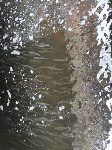 Schools, Herring Run, Peace Dale, RI