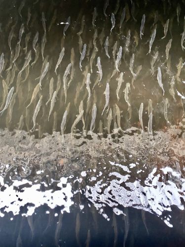 Schools, Herring Run, Peace Dale, RI