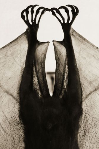 Henry Horenstein, Animalia 