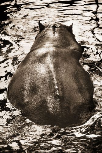 Henry Horenstein, Animalia 