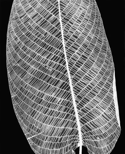 Prayer Plant, 1992, Gelatin Silver Print on Ilford Matte, 46 x 38 inches, Edition of 5.