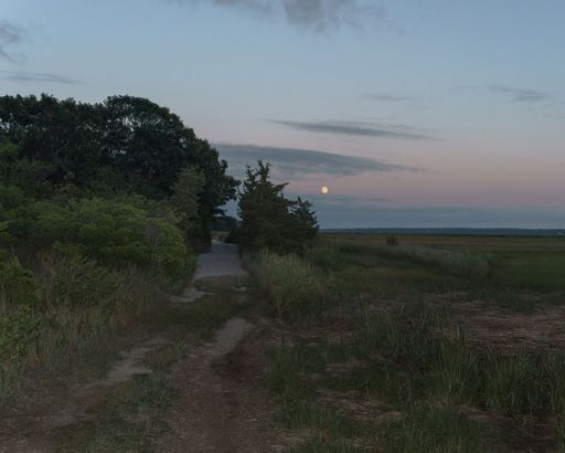 Perennial (selected images), 2021 to 2023, archival inkjet prints, 30 x 40 in.